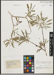 Foto von Salix pycnostachya Andersson